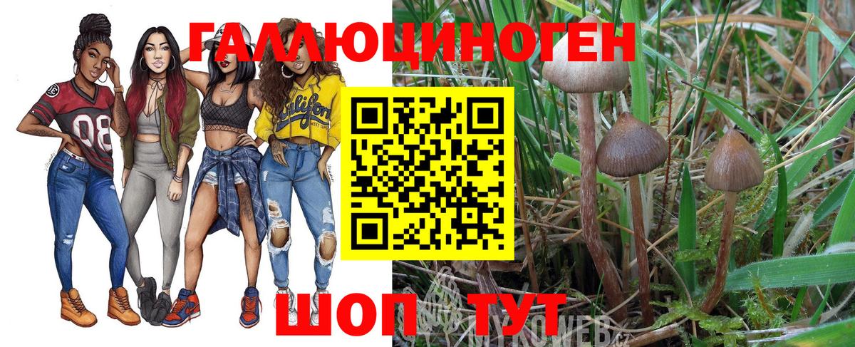 Галлюциногенные грибы Psilocybe Кимовск