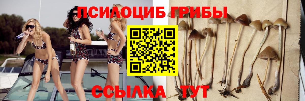 Псилоцибиновые грибы Psilocybe  Галлюциногенные грибы прущие грибы  Кимовск  Вход с VPN 